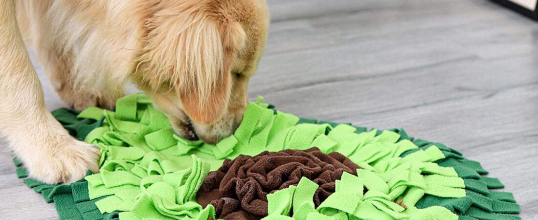 Dog Toys for Separation Anxiety: Which Help, and What an Untouched Toy Tells You