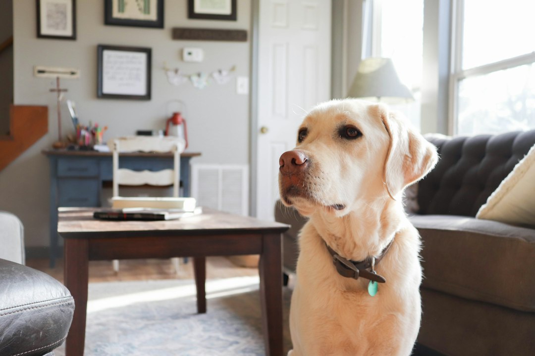 A yellow Labrador sitting beside a sofa in a sunlit home