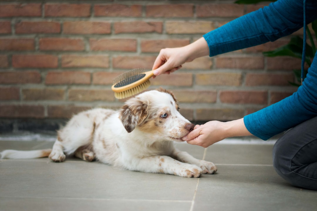 A relaxed dog lying on the floor while its owner brushes its coat
